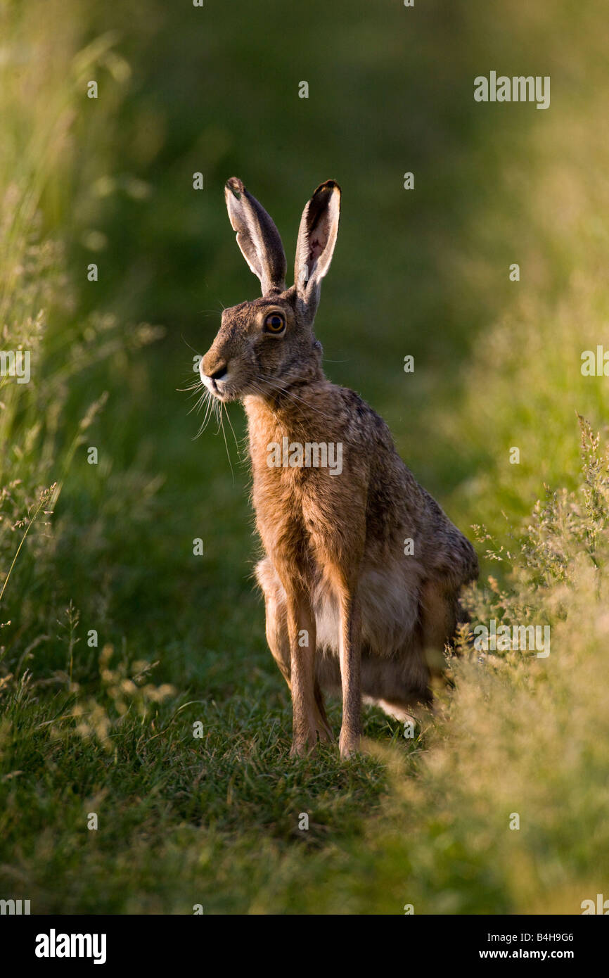 Lièvre brun (Lepus capensis) dans la zone Banque D'Images