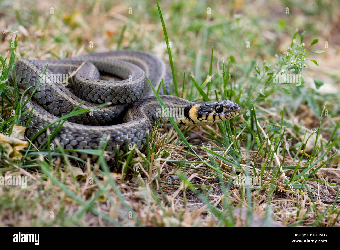 Close-up of Grass Snake (Natrix natrix) en forêt Banque D'Images