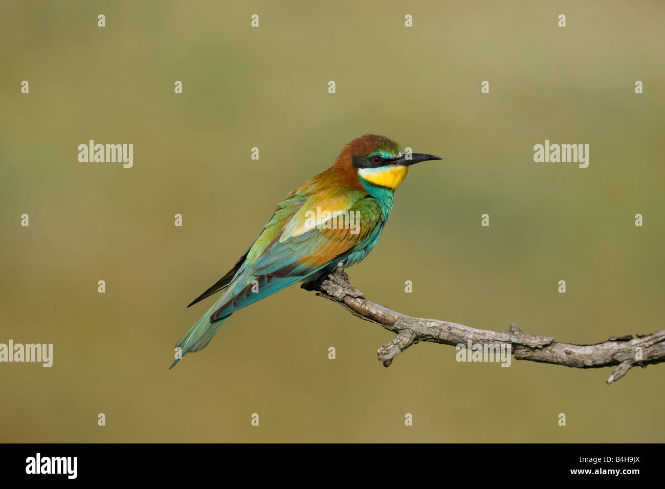 Close-up de Guêpier d'Europe (Merops apiaster) perching on branch, Hongrie Banque D'Images