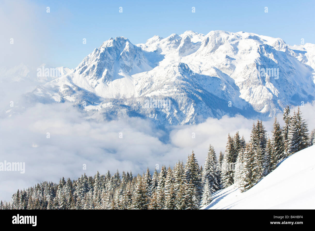 Arbres sur snowcovered mountain, l'Autriche, Salzburger Land Banque D'Images