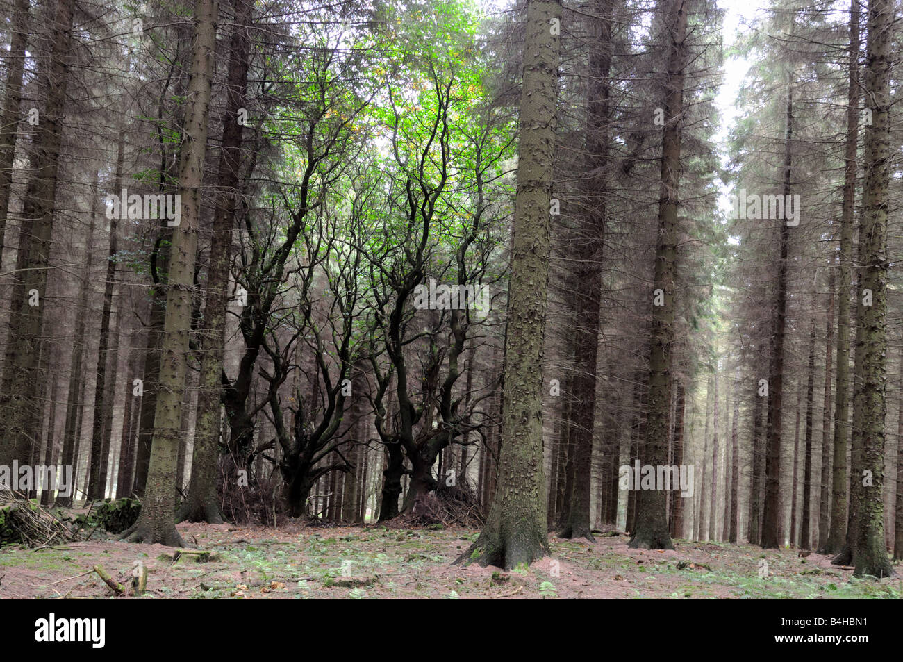 Châtaigniers lutte pour la vie dans un bois d'épinette de Sitka, le Shropshire Banque D'Images