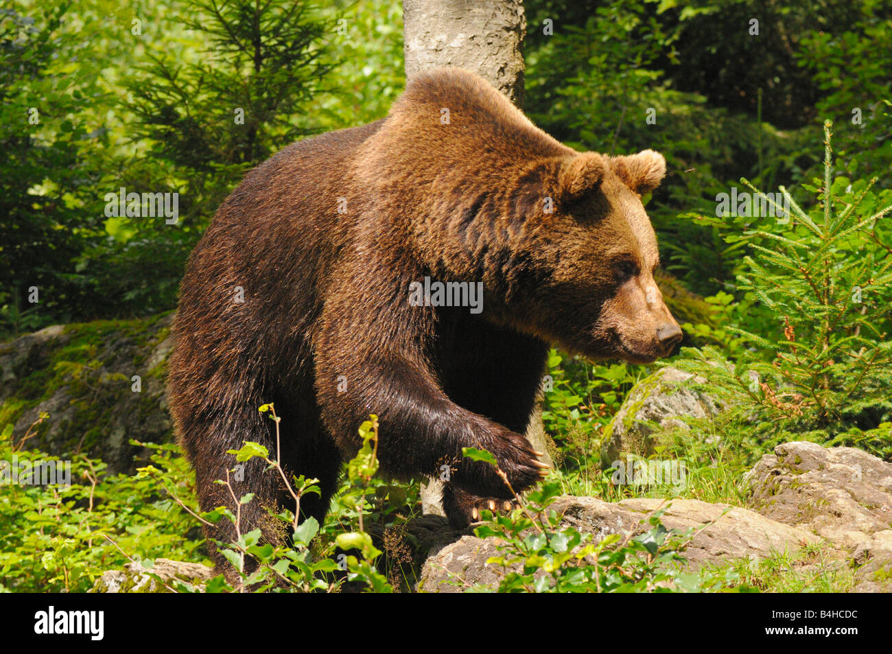 Ours grizzli (Ursus arctos horribilis) de nourriture dans la forêt, forêt de Bavière, Bavière, Allemagne Banque D'Images