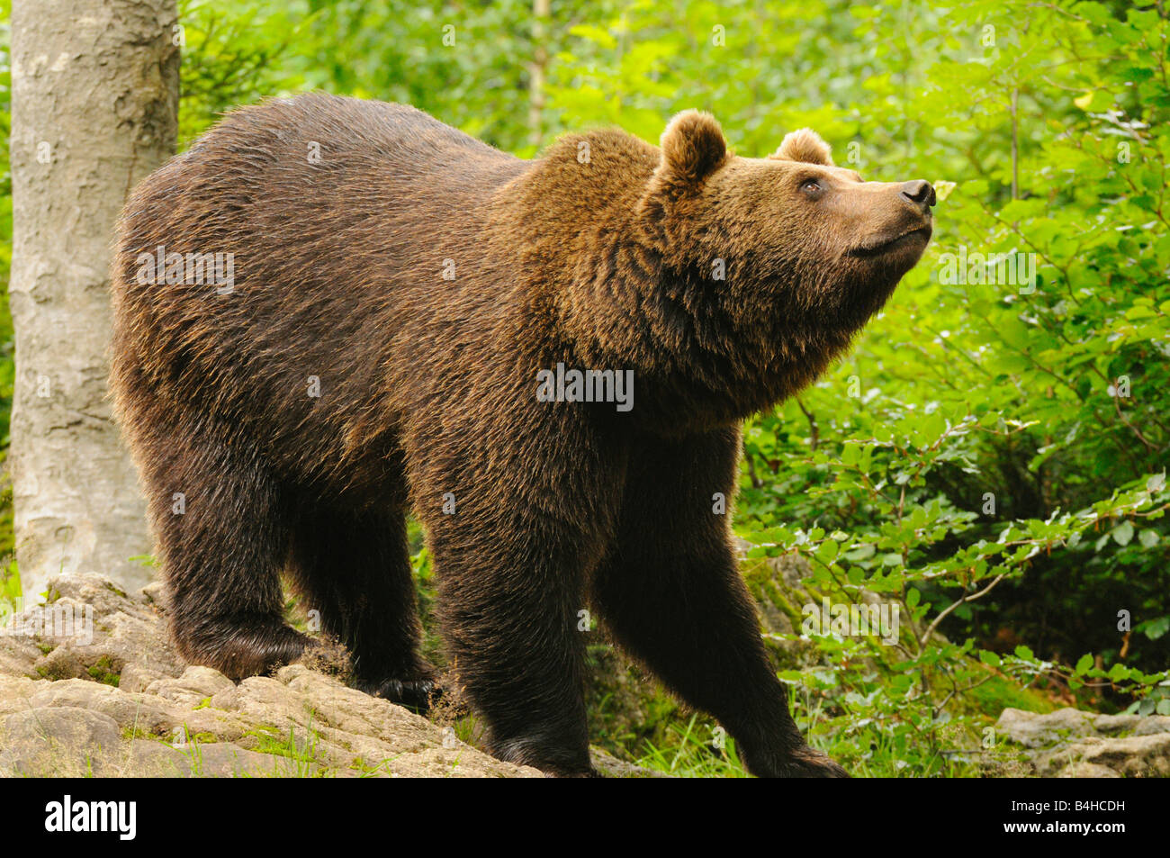 Ours grizzli (Ursus arctos horribilis) de nourriture dans la forêt, forêt de Bavière, Bavière, Allemagne Banque D'Images