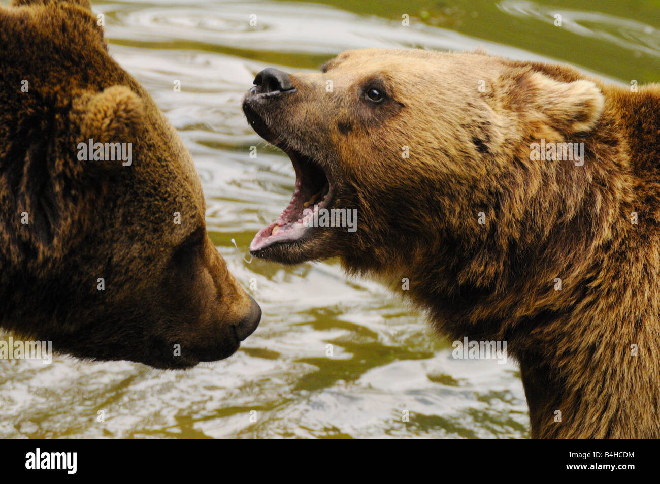 Close-up de l'ours grizzli (Ursus arctos horribilis) roaring Banque D'Images