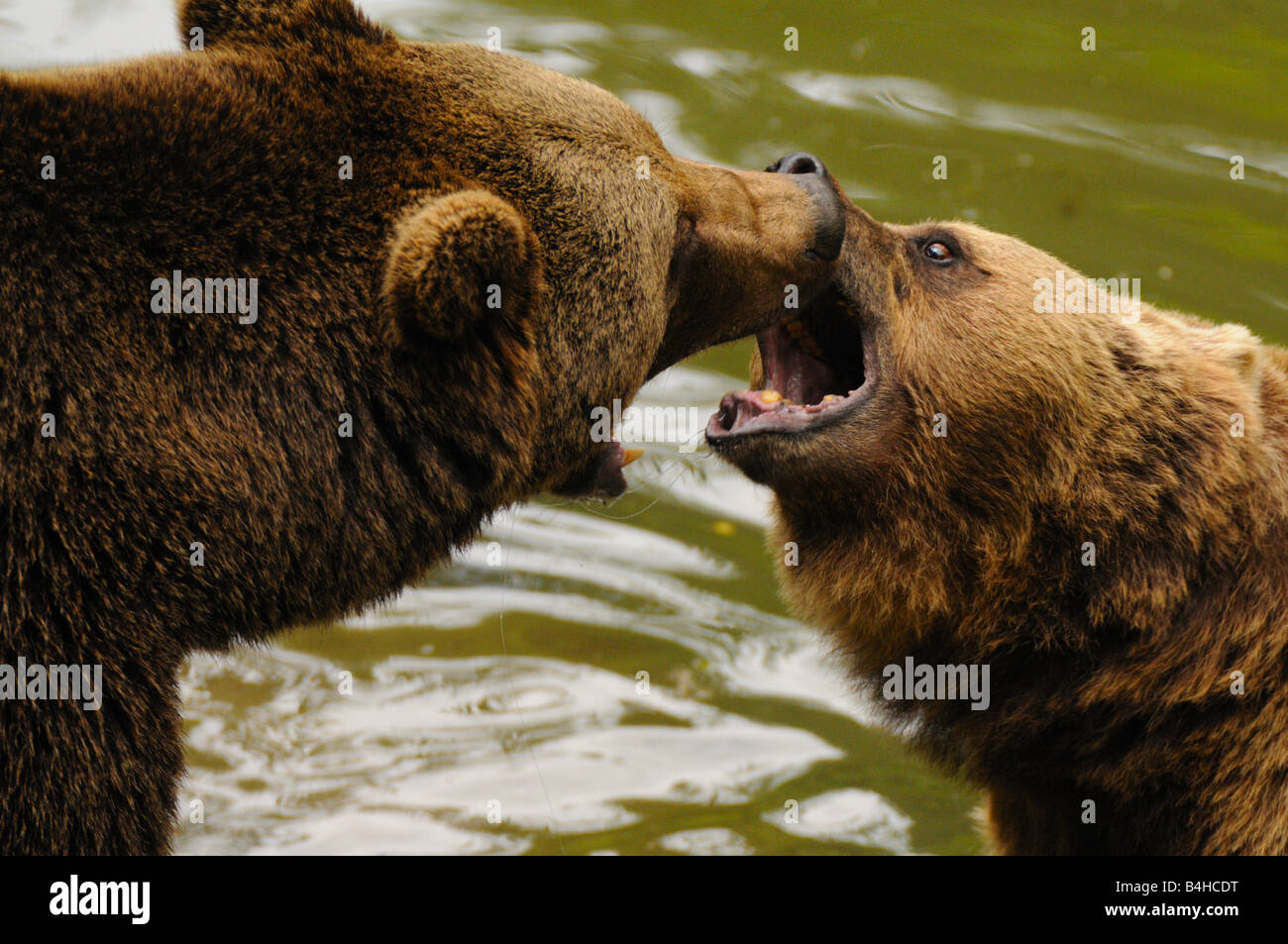 Close-up de l'ours grizzli (Ursus arctos horribilis) lutte contre Banque D'Images