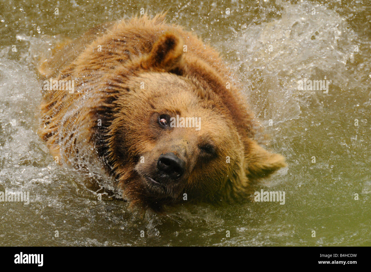 Portrait de l'ours grizzli (Ursus arctos horribilis) dans de l'eau Banque D'Images