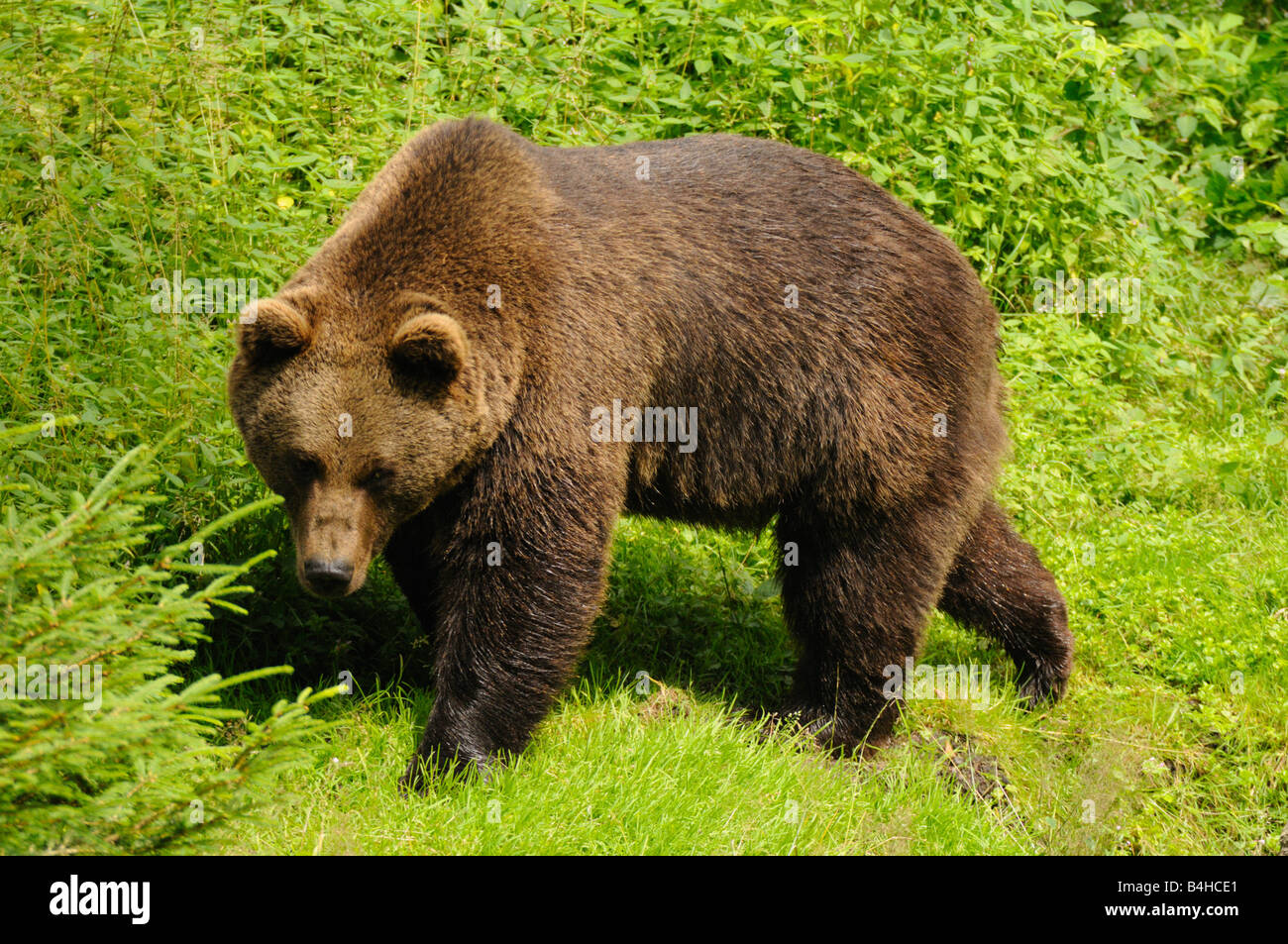 Ours grizzli (Ursus arctos horribilis) de nourriture dans la forêt, forêt de Bavière, Bavière, Allemagne Banque D'Images