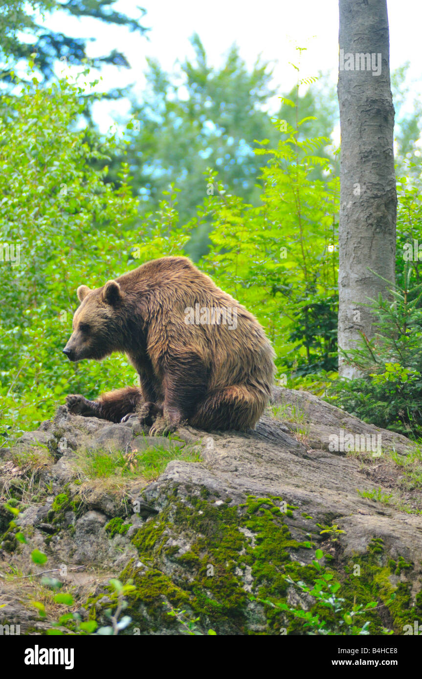Ours grizzli (Ursus arctos horribilis) sitting on rock en forêt, forêt de Bavière, Bavière, Allemagne Banque D'Images
