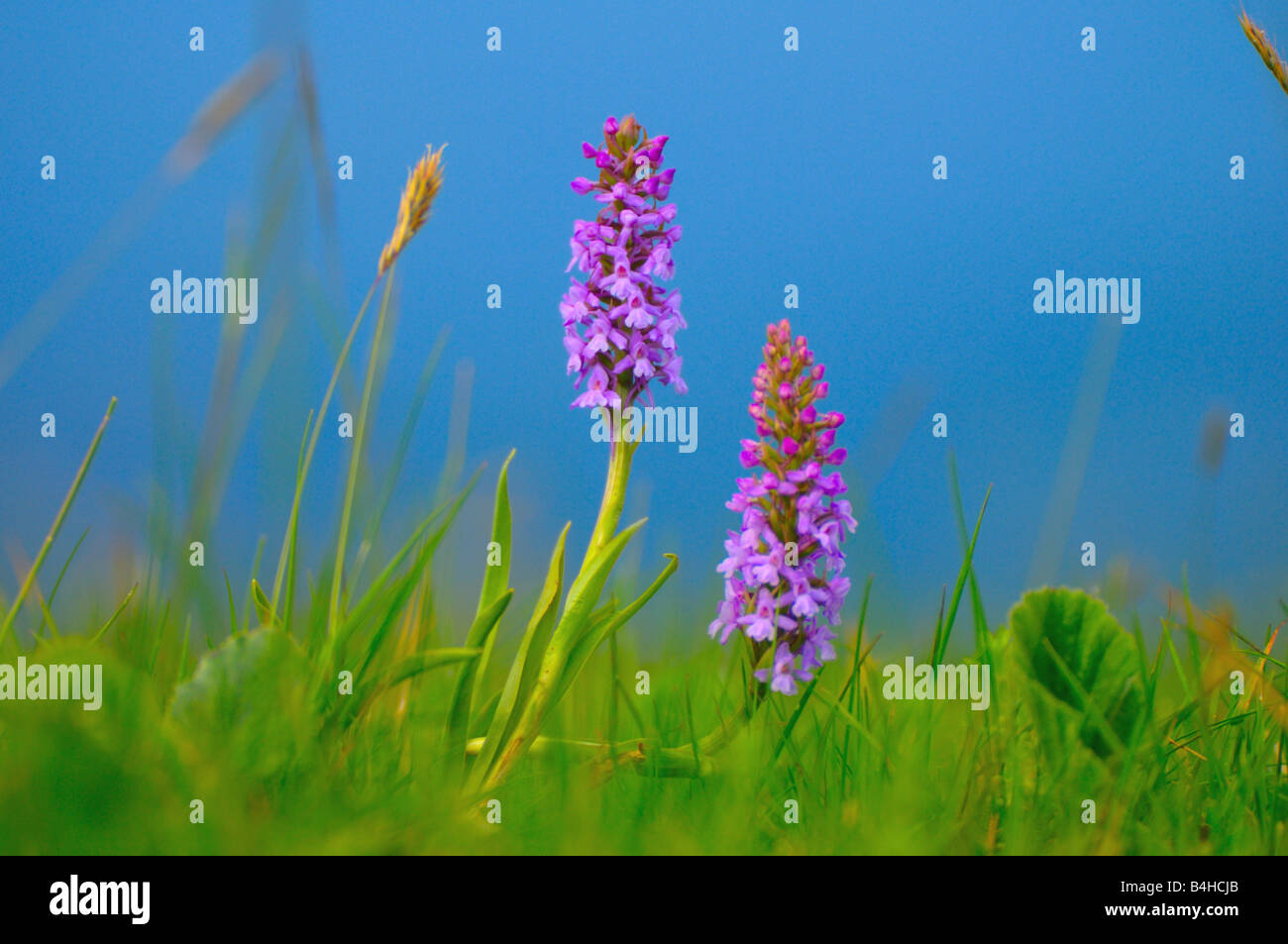 Début de l'Marsh-Orchid (Dactylorhiza incarnata) fleurs fleurissent dans champ, Styrie, Autriche Banque D'Images