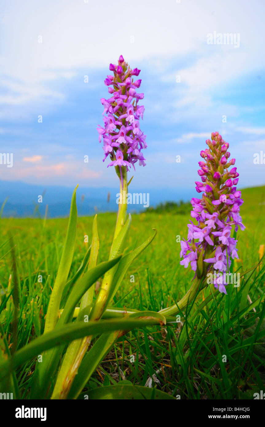 Début de l'Marsh-Orchid (Dactylorhiza incarnata) fleurs fleurissent dans champ, Styrie, Autriche Banque D'Images