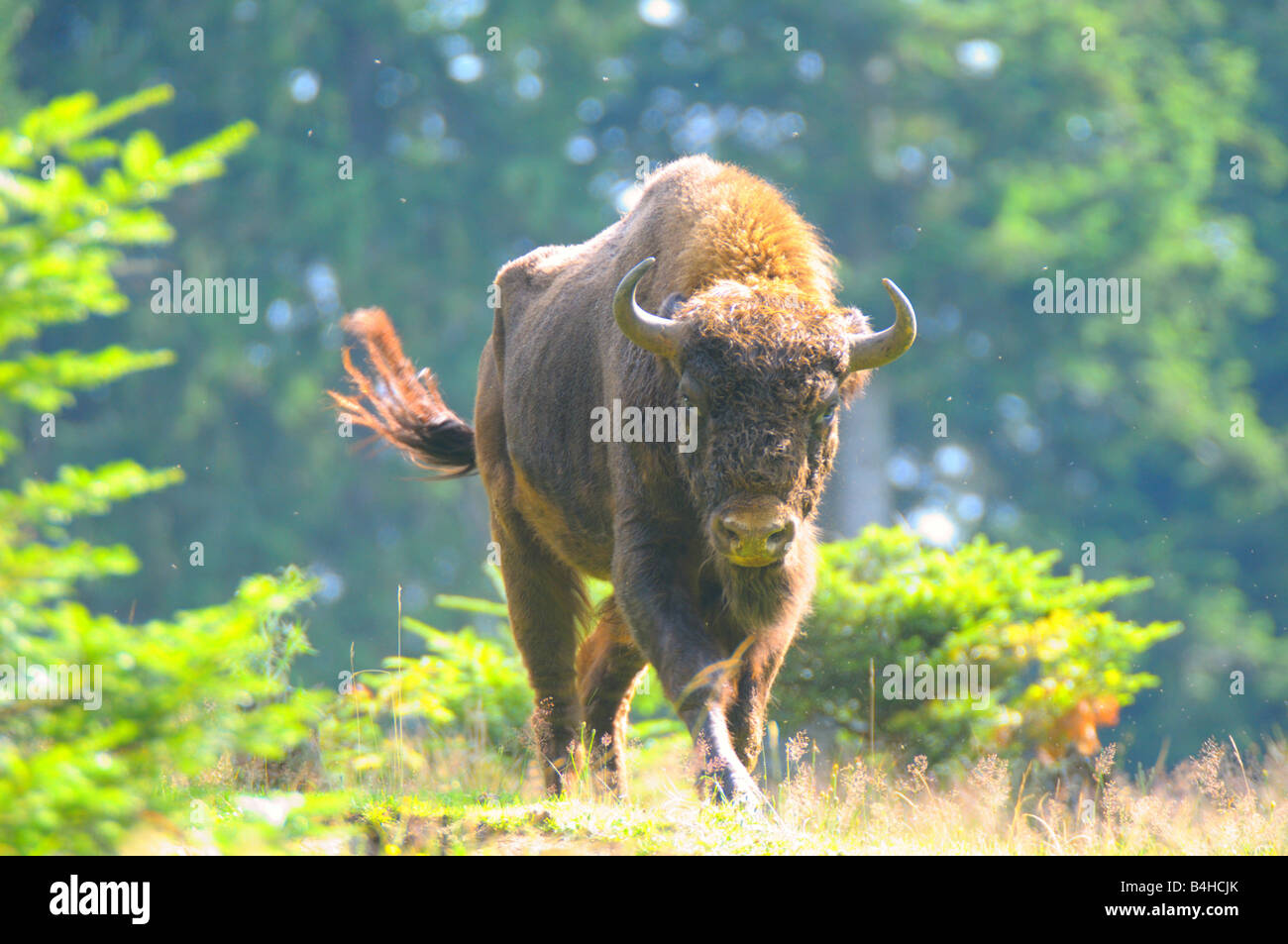 Bison d'Europe (Bison bonasus) Balade en forêt, forêt de Bavière, Bavière, Allemagne Banque D'Images