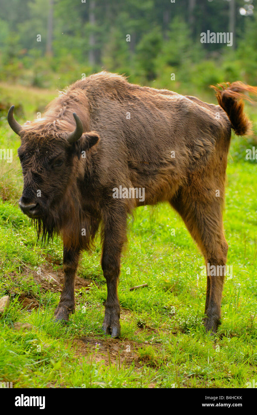 Bison d'Europe (Bison bonasus) standing in field, Bavaria, Germany Banque D'Images