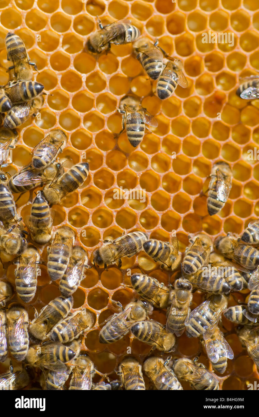 Les abeilles sur un peigne Banque D'Images