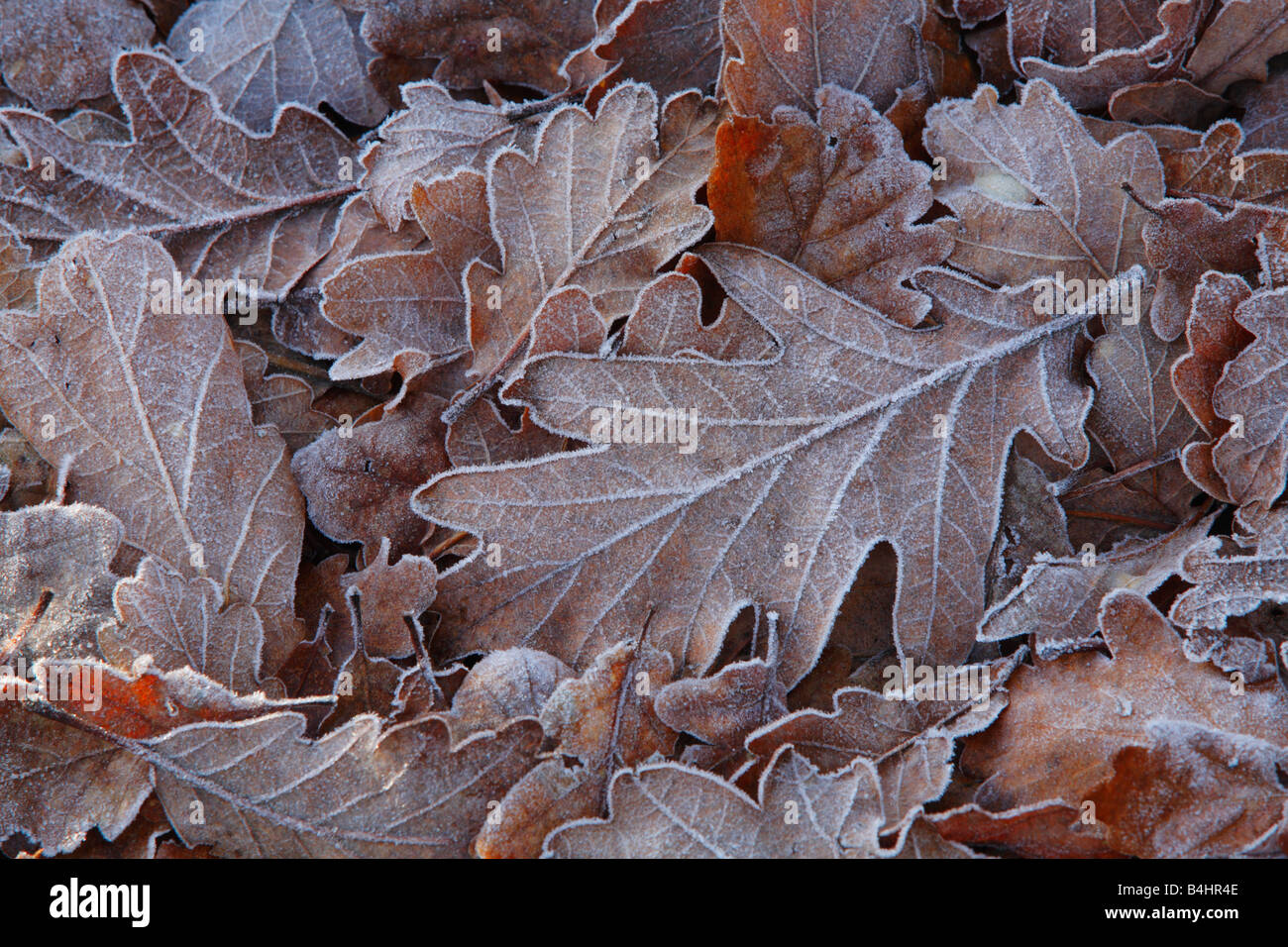 Givre sur les feuilles mortes de chêne sessile (Quercus petraea). Powys, Pays de Galles, Royaume-Uni. Banque D'Images