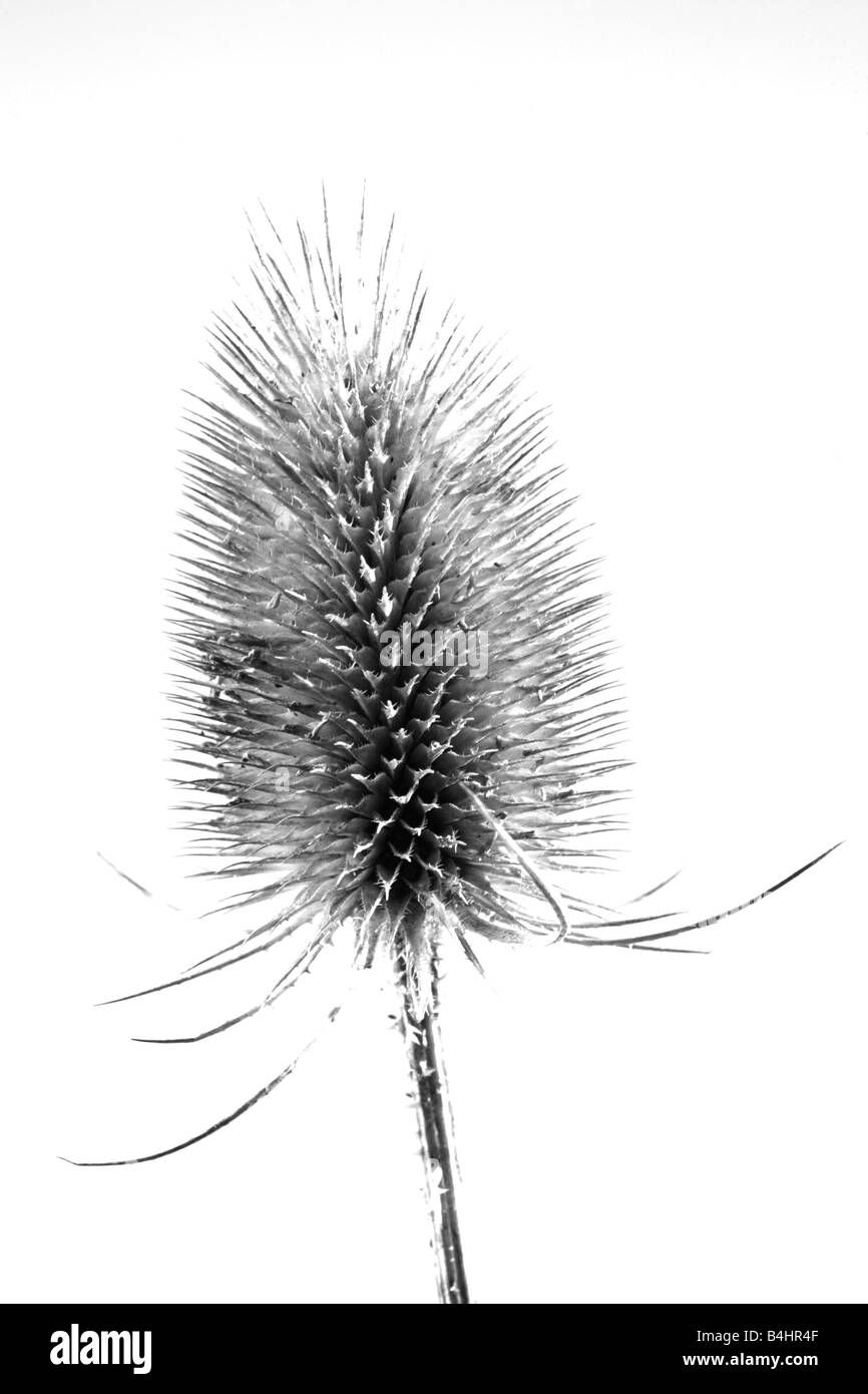 Image en noir et blanc d'une cardère (Dipsacus fullonum) seedhead. Banque D'Images
