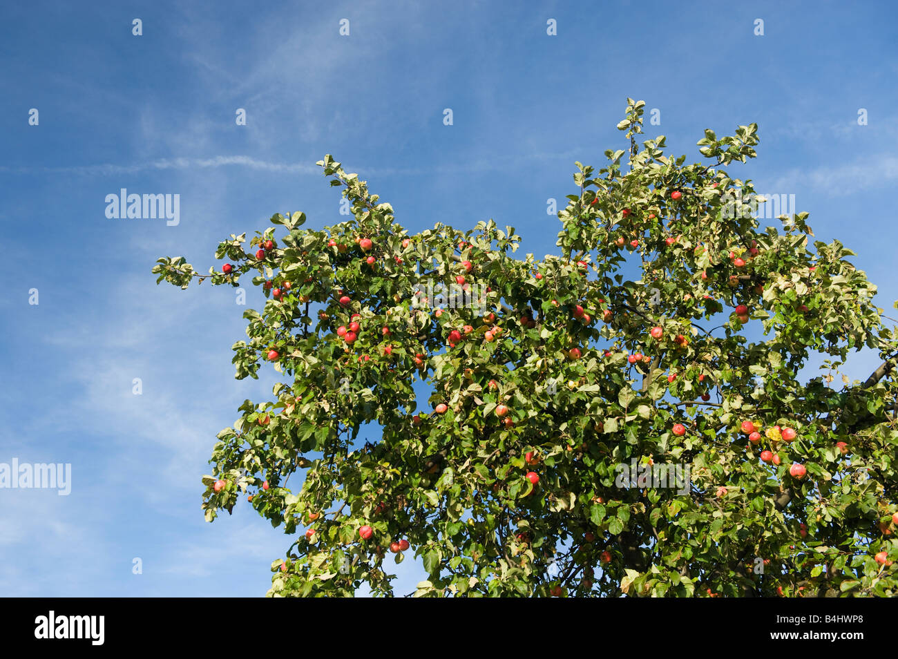 Big Apple Tree avec des pommes mûres pour la récolte des pommes rouges ciel bleu grande récolte riche jardinier jardin rouge vert fruit jaune bl Banque D'Images