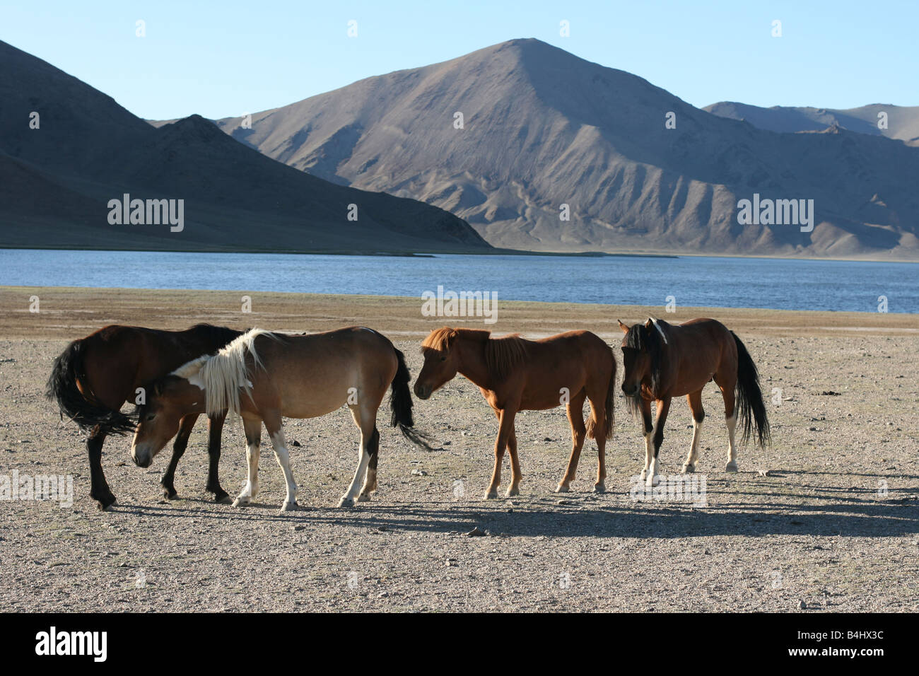 Troupeau de chevaux en face du lac et les montagnes. La Mongolie Banque D'Images
