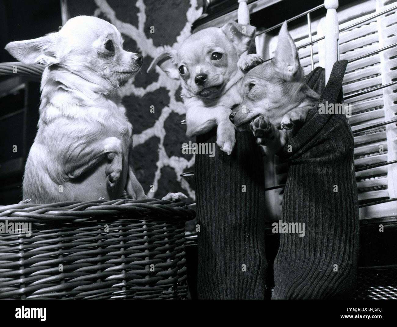 Chihuahua appelé Tom Pouce est l'heureux père de deux petits chiots logés dans une paire de chaussettes chaussette liée farci de chiots Banque D'Images