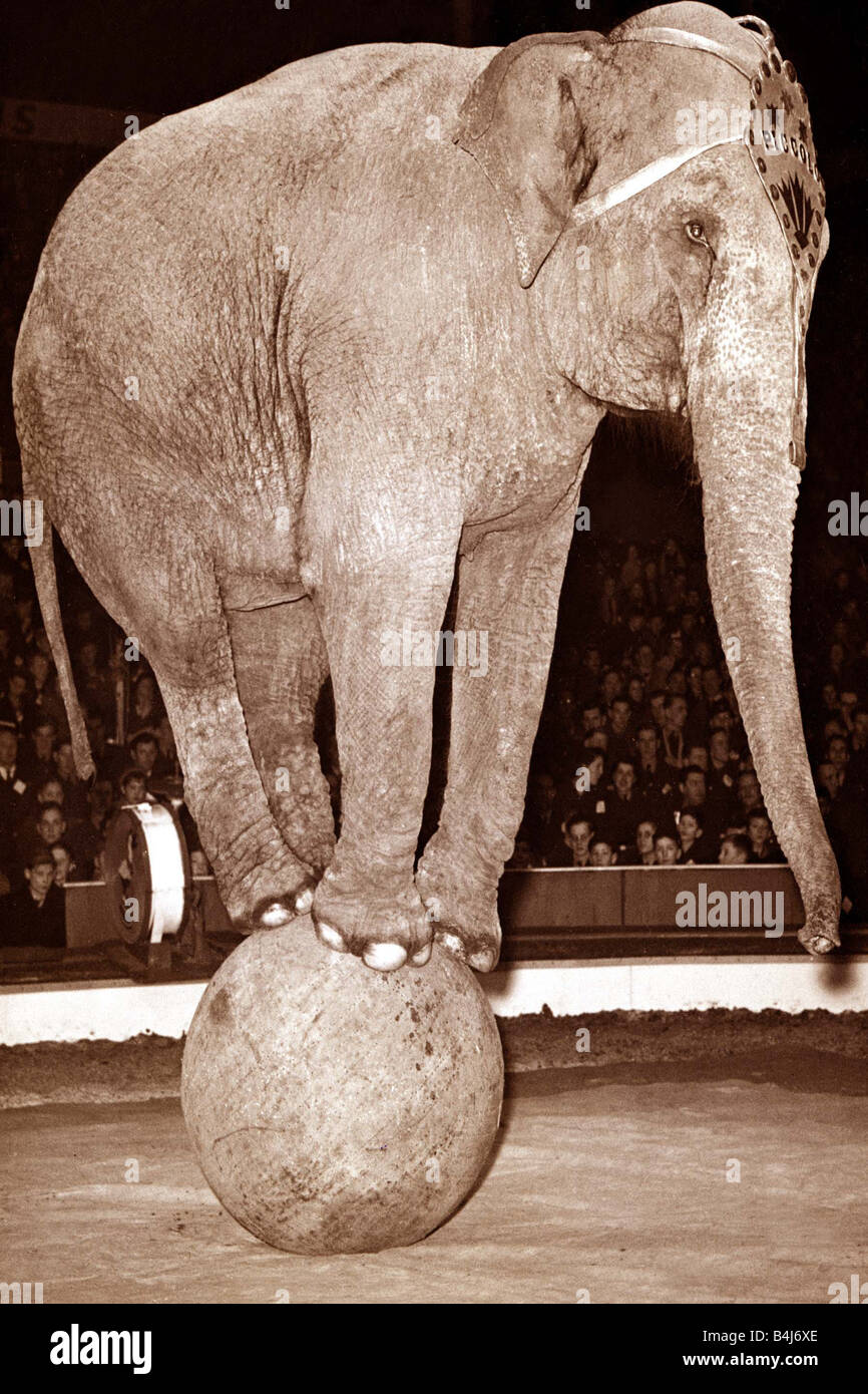 Un éléphant en équilibre sur un gros ballon dans le cadre d'un numéro de  cirque Photo Stock - Alamy