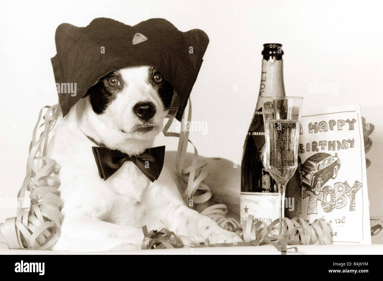 Party Animal Chien Border Collie Celebrant Son Borthday Avec Une Bouteille De Champagne Portant Une Couronne Et Chapeau Avec Des Rubans Sur Son Dos Et Une Carte D Anniversaire Photo Stock Alamy