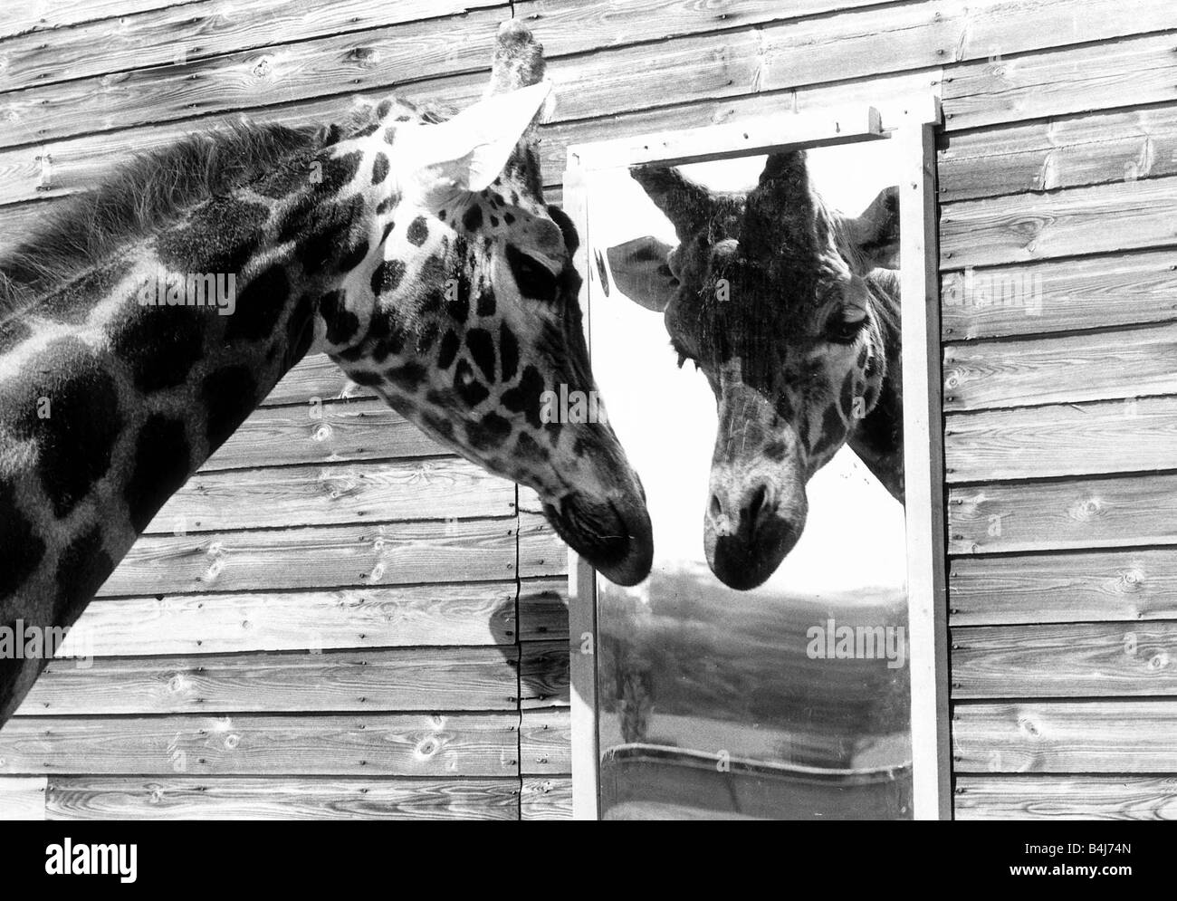 La girafe maxi est en cours sur son propre terrain au Flamingo Wildlife Park dans le Yorkshire afin qu'ils lui ont donné un miroir et maintenant il ne cesse lui-même company Banque D'Images