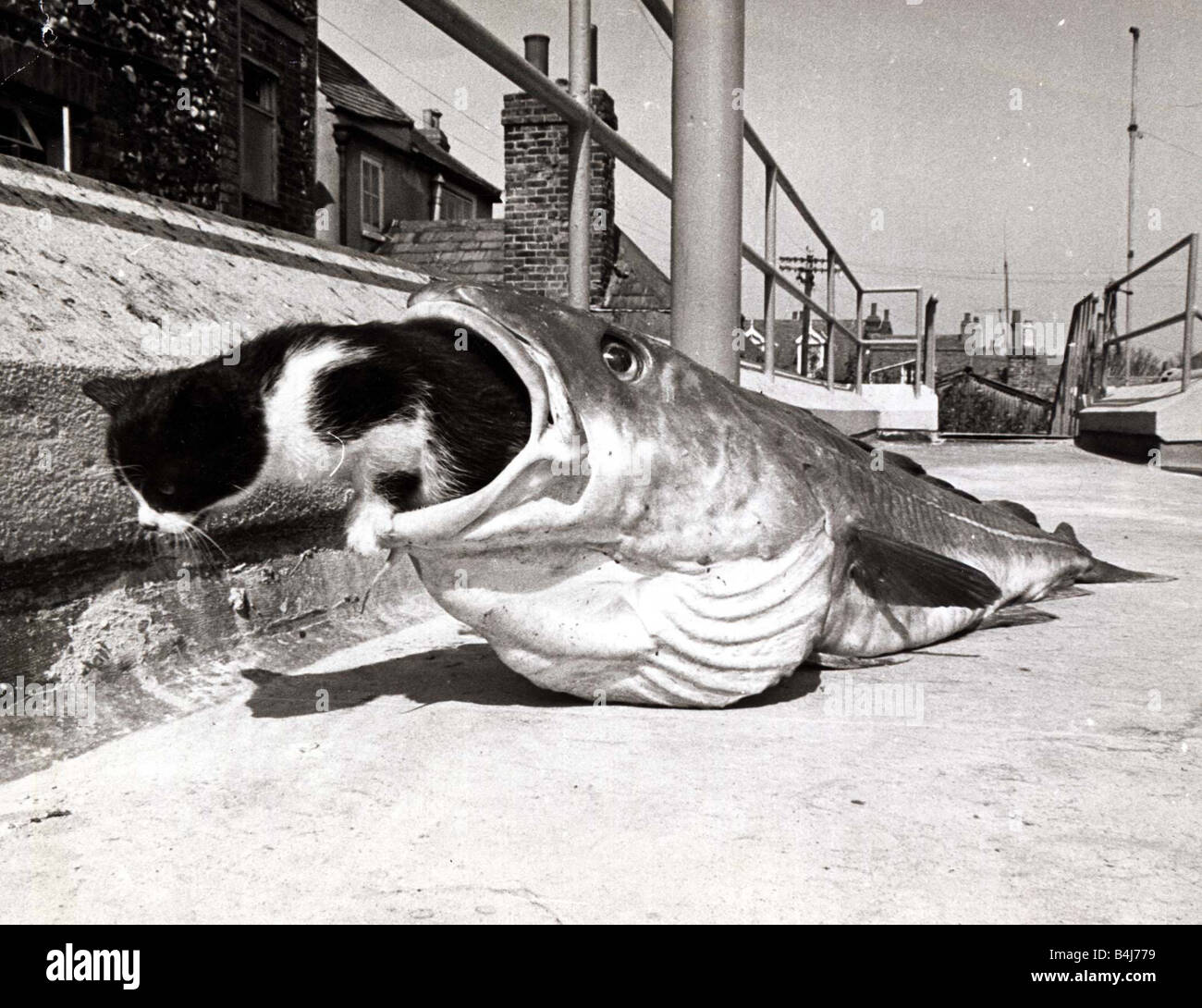 Tiddles chaton était très impatient de découvrir ce que les gens voient dans le poisson il marcha jusqu'à ce grand cod et regarda dans son immense bouche béante fasciné Tiddles se tortilla à l'intérieur pour une meilleure inspecton Avril 1967 Banque D'Images