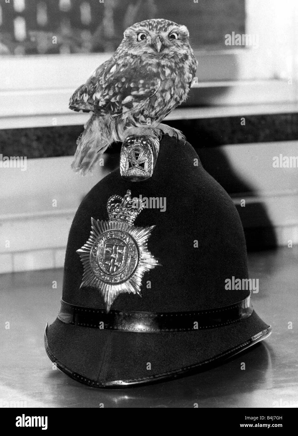 Ce jeune chouette était vu l'oiseau par sa mère, mais heureusement est tombé dans les mains de la loi au poste de police à Wantage Oxfordshire où il s'être détenu au plaisir de Sa Majesté owl assis sur un casque de police Août 1979 1970 Banque D'Images