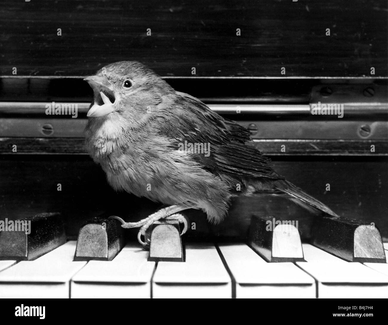 Sparrow Charlie Boy montre son virtuoso touch sur le clavier oiseau posé sur un piano Avril 1969 1960 Banque D'Images