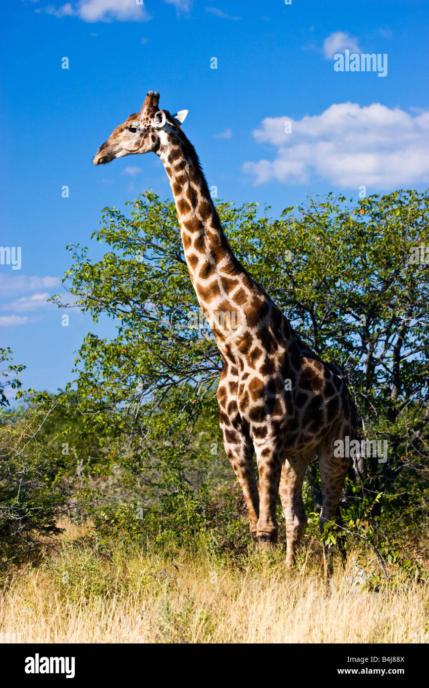 Une Girafe (Giraffa camelopardalis) dans le parc national d'Etosha, Namibie Banque D'Images