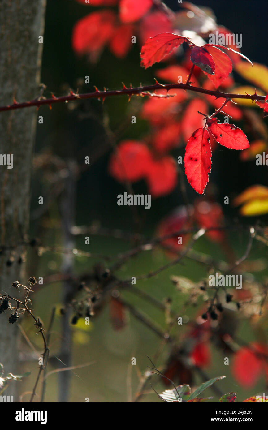 Tronc et des feuilles rouges de lierre. Banque D'Images