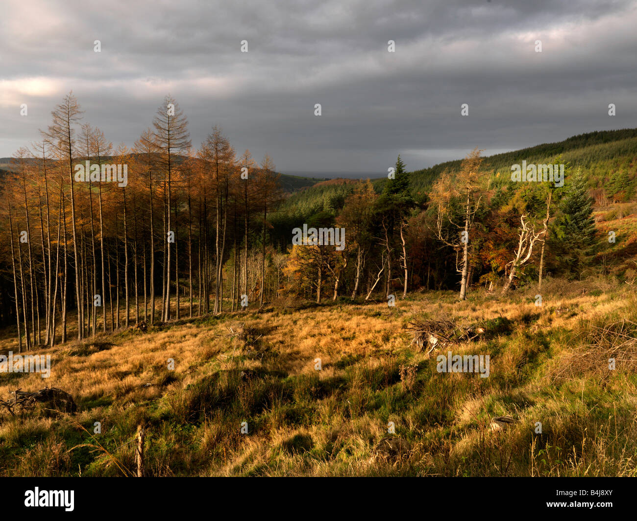 Montagnes de Slieve Bloom Offaly Irlande Banque D'Images