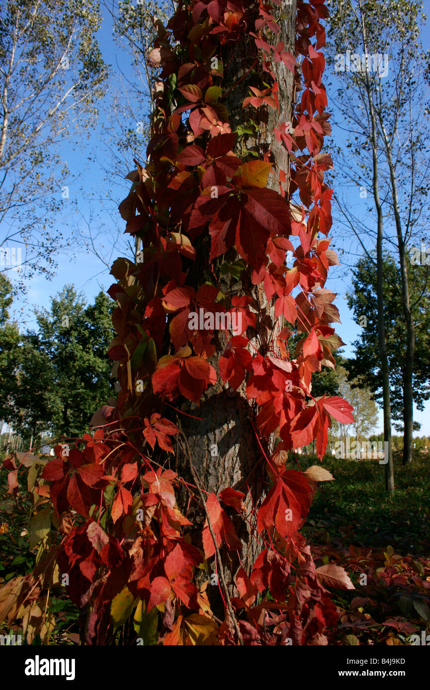 Tronc et des feuilles rouges de lierre. Banque D'Images