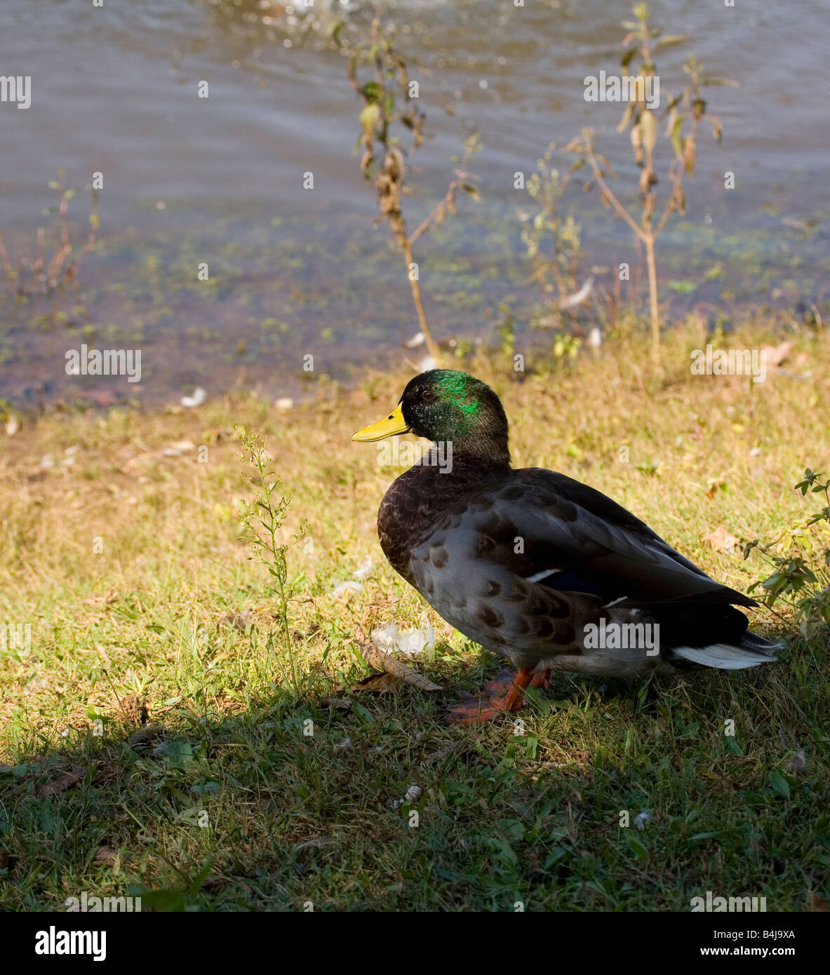 Approachig le lac Banque D'Images