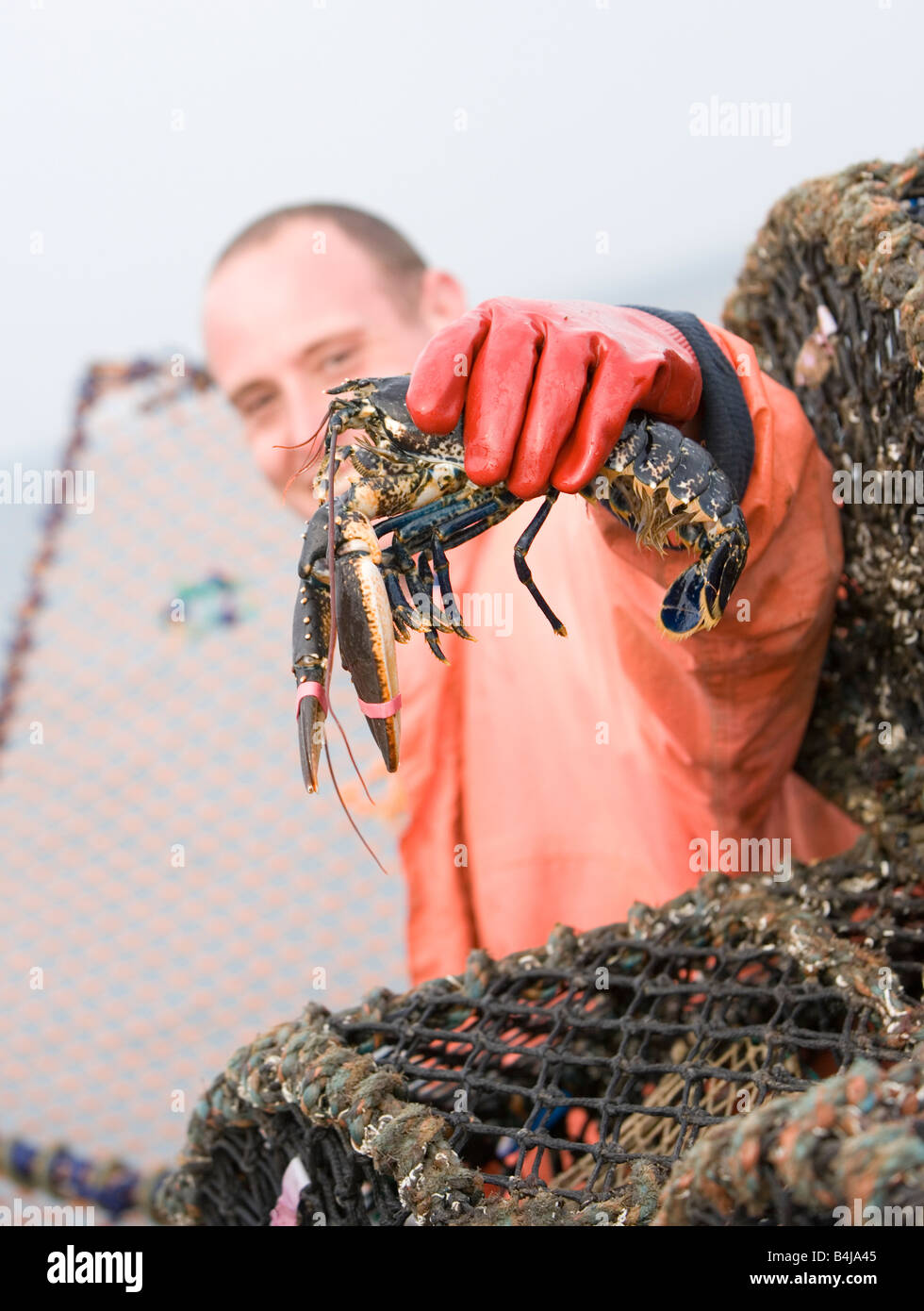 Pêcheur de homard est au-dessus de la nasse ou des casiers à homard Banque D'Images