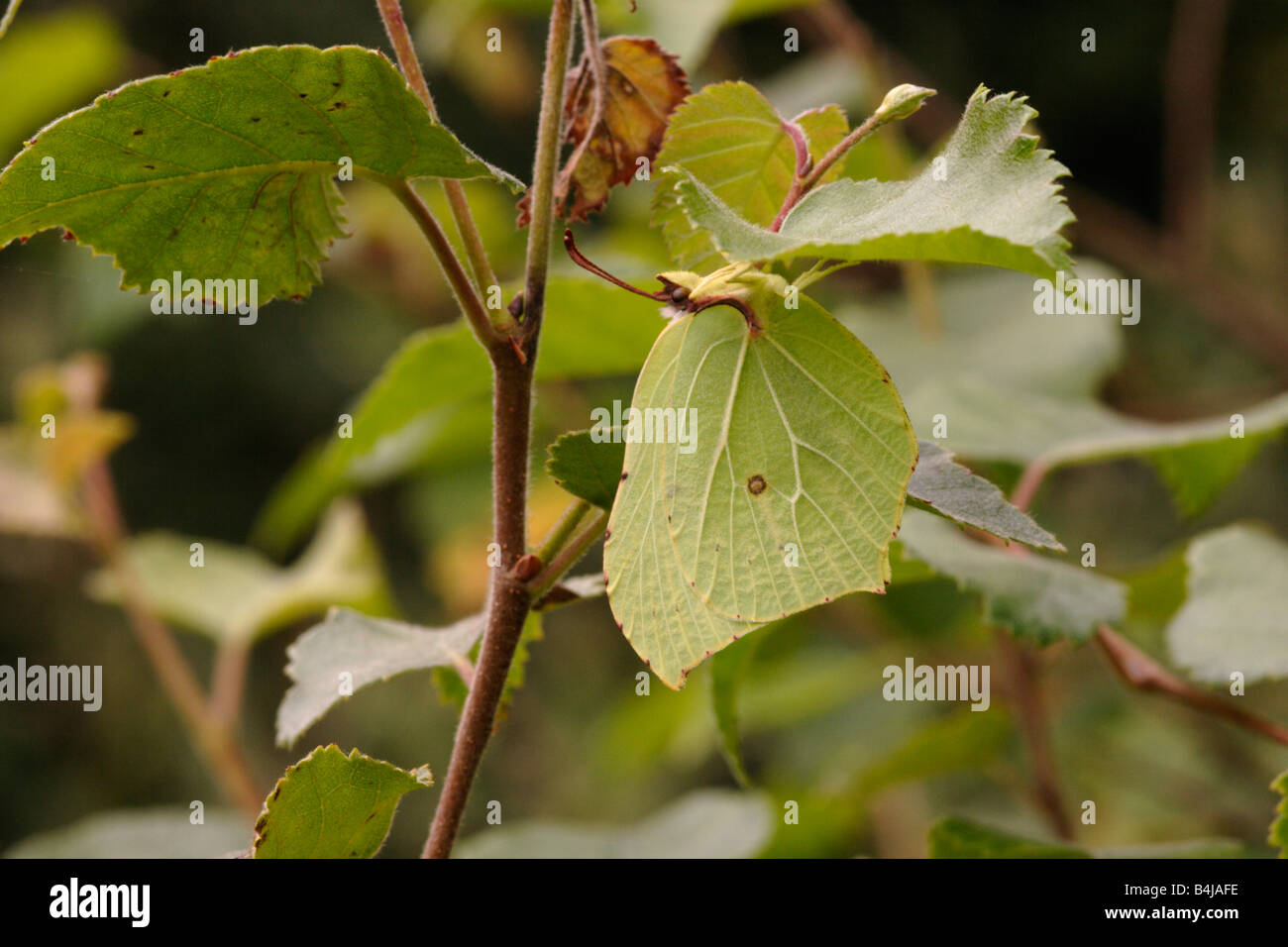 Brimstone Butterfly Gonepteryx rhamni mâle Pieridae suspendu sous une feuille de bouleau UK Banque D'Images