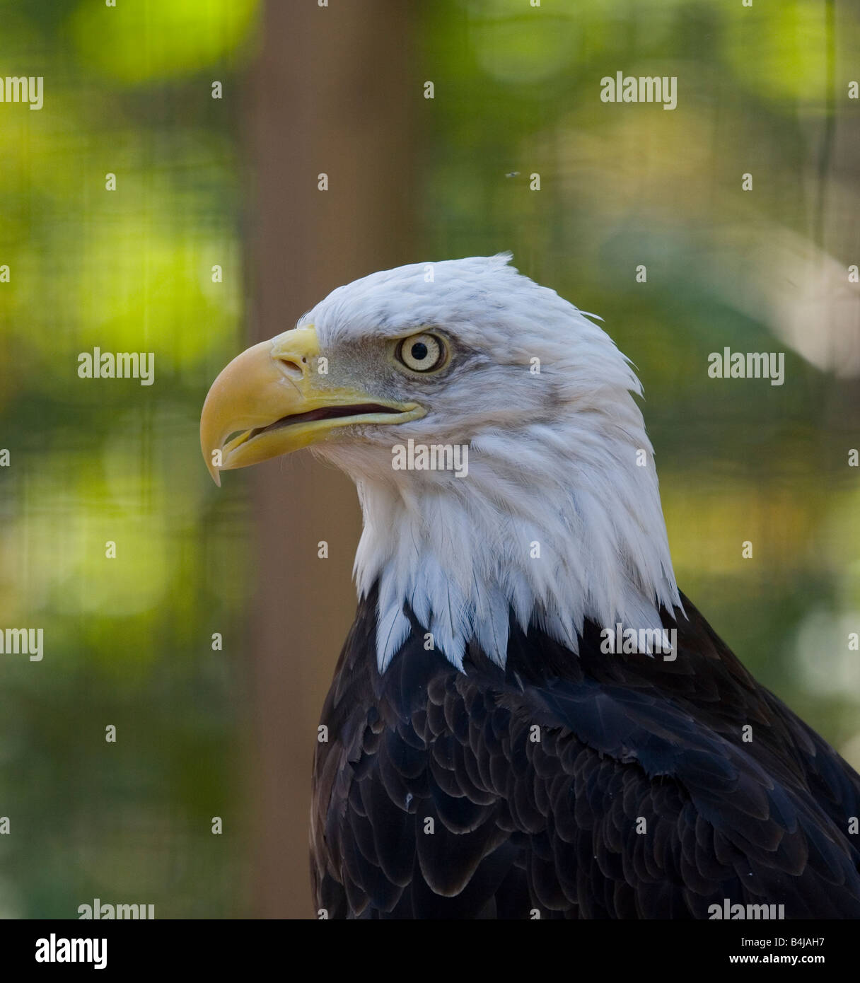 Aigle à tête blanche Banque D'Images