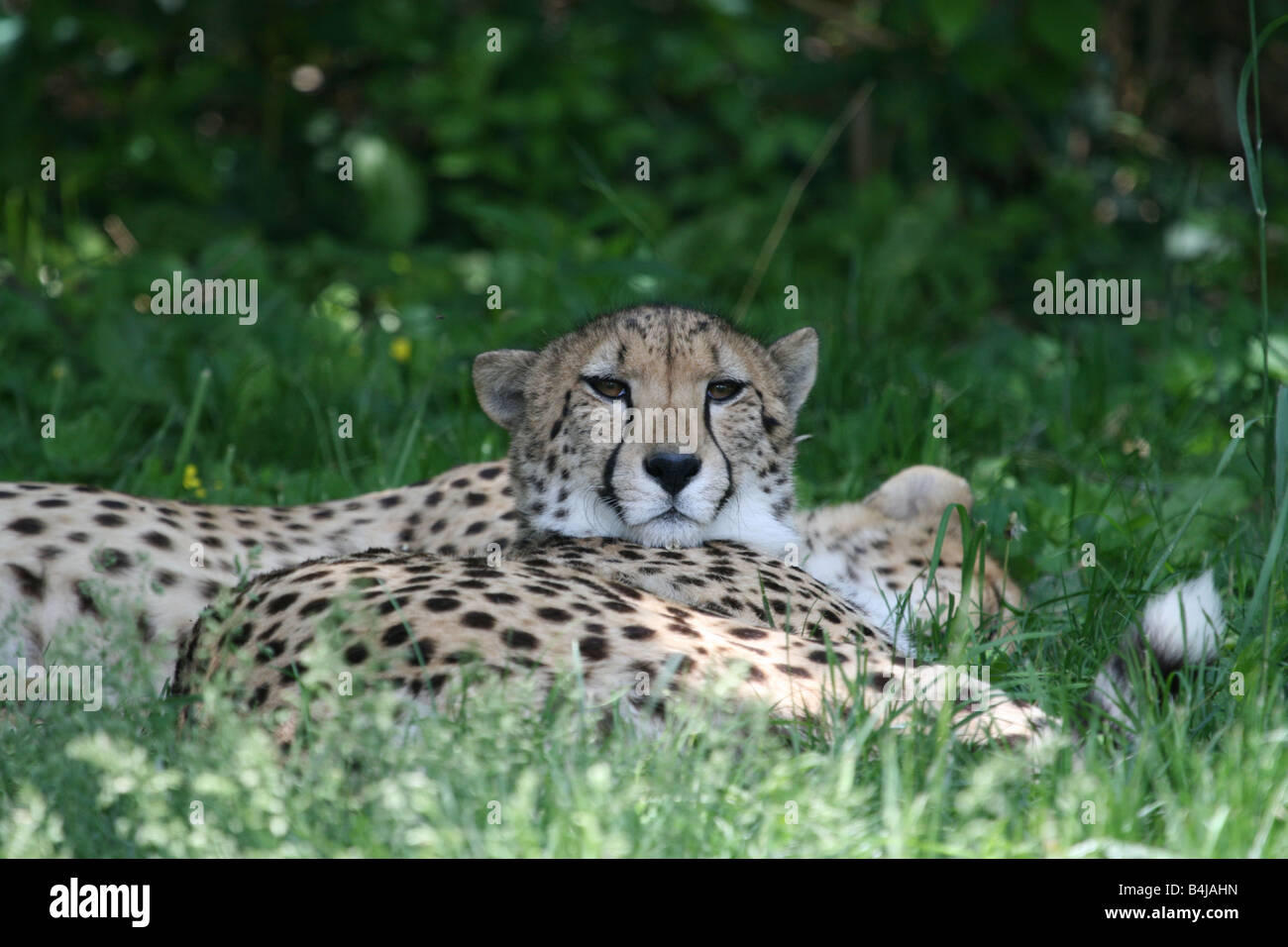 Guépard au repos Banque D'Images