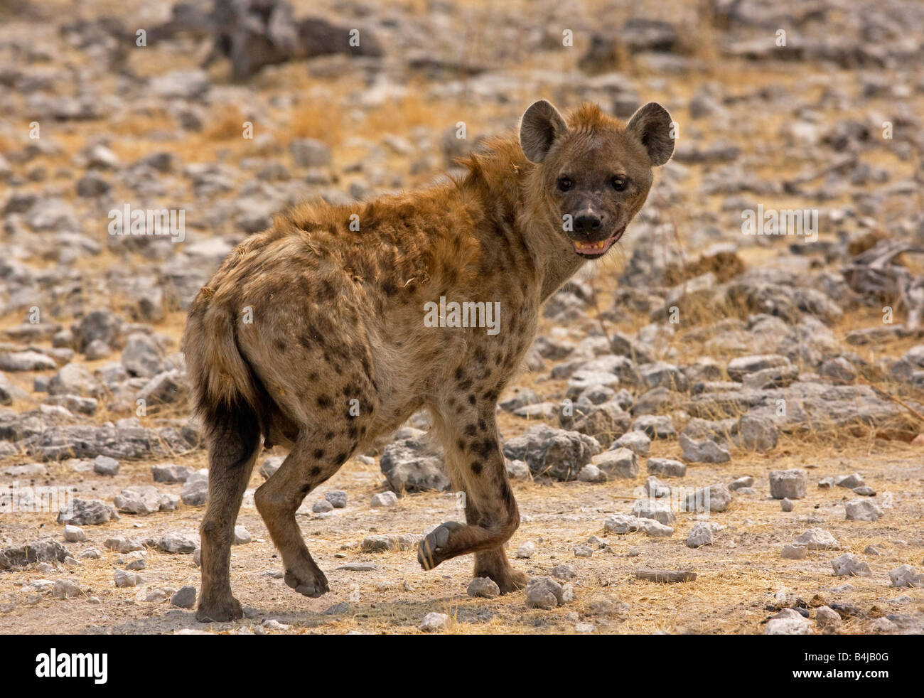 L'Hyène tachetée sur sa façon d'un étang, la Namibie. Banque D'Images