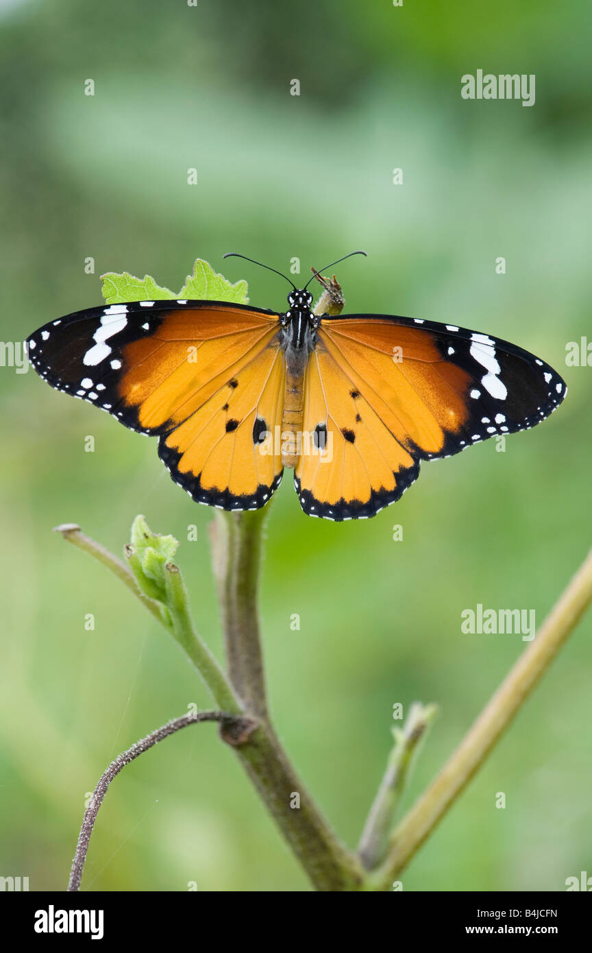 Danaus chrysippe. Plain Tiger / papillon monarque africain reposant sur une plante dans la campagne indienne. L'Andhra Pradesh, Inde Banque D'Images