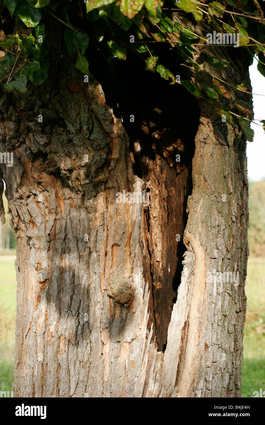 Lonely tree avec un étrange coffre. Piossasco, Italie. Banque D'Images
