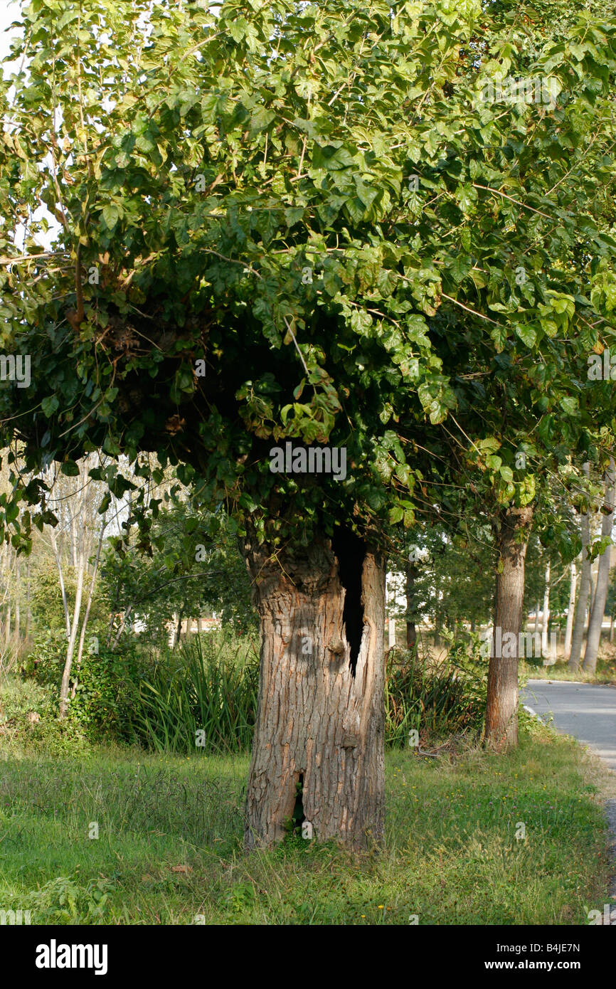 Lonely tree avec un étrange coffre. Banque D'Images