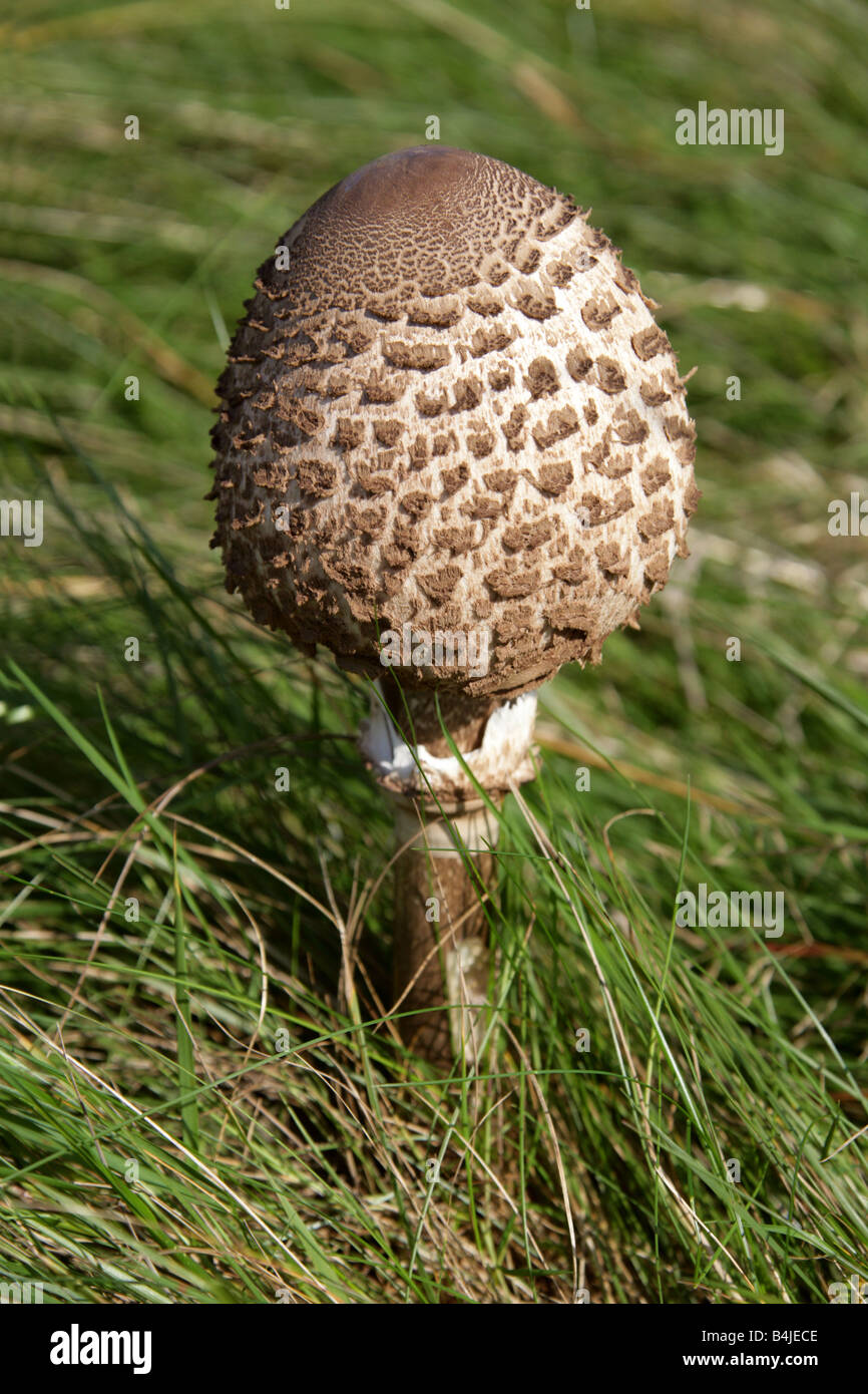 Macrolepiota procera, Champignons Parasol (Lepiota procera, Leucocoprinus Lepiotaceae proceus), Banque D'Images