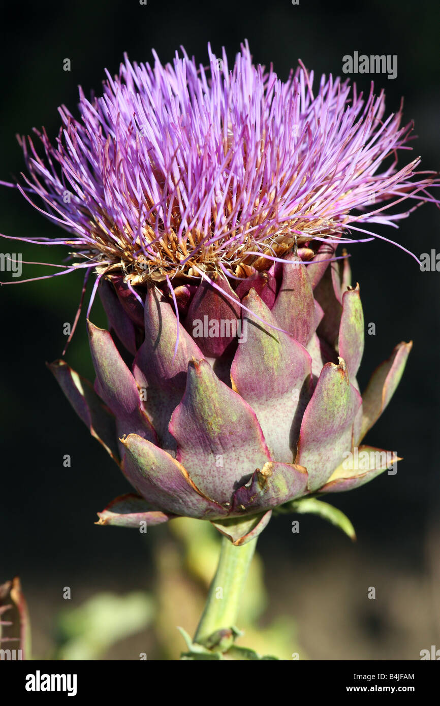 Fleur d'artichaut Cynara scolymus close up Banque D'Images