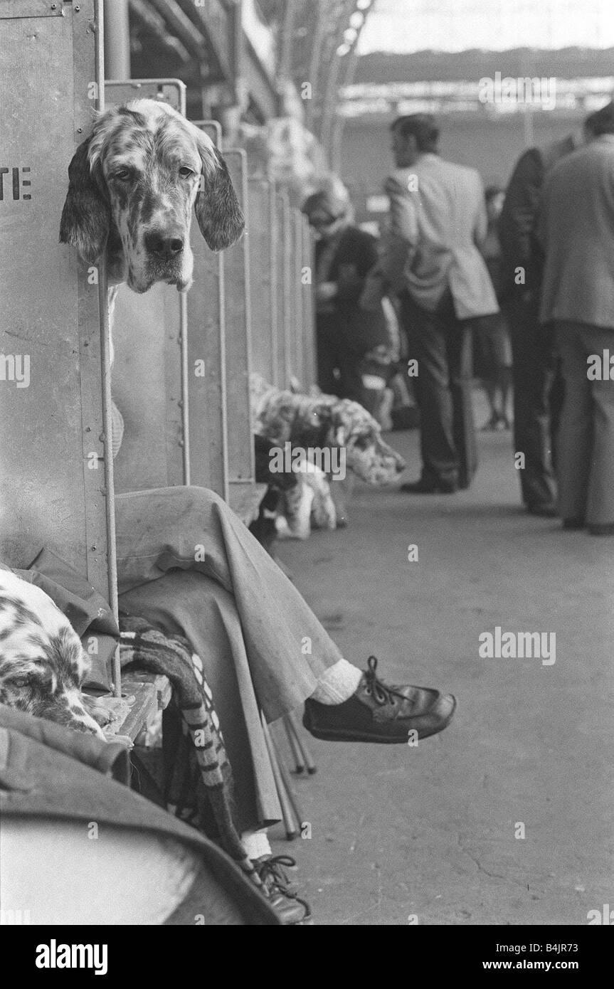 Crufts Dog Show un chien ressemble ronde et de sa place dans la zone d'attente montre ce Setter anglais semblaient totalement indifférents à toute cette agitation à la Crufts Dog Show en fait, vous avez l'impression qu'il aurait préféré être ailleurs Banque D'Images