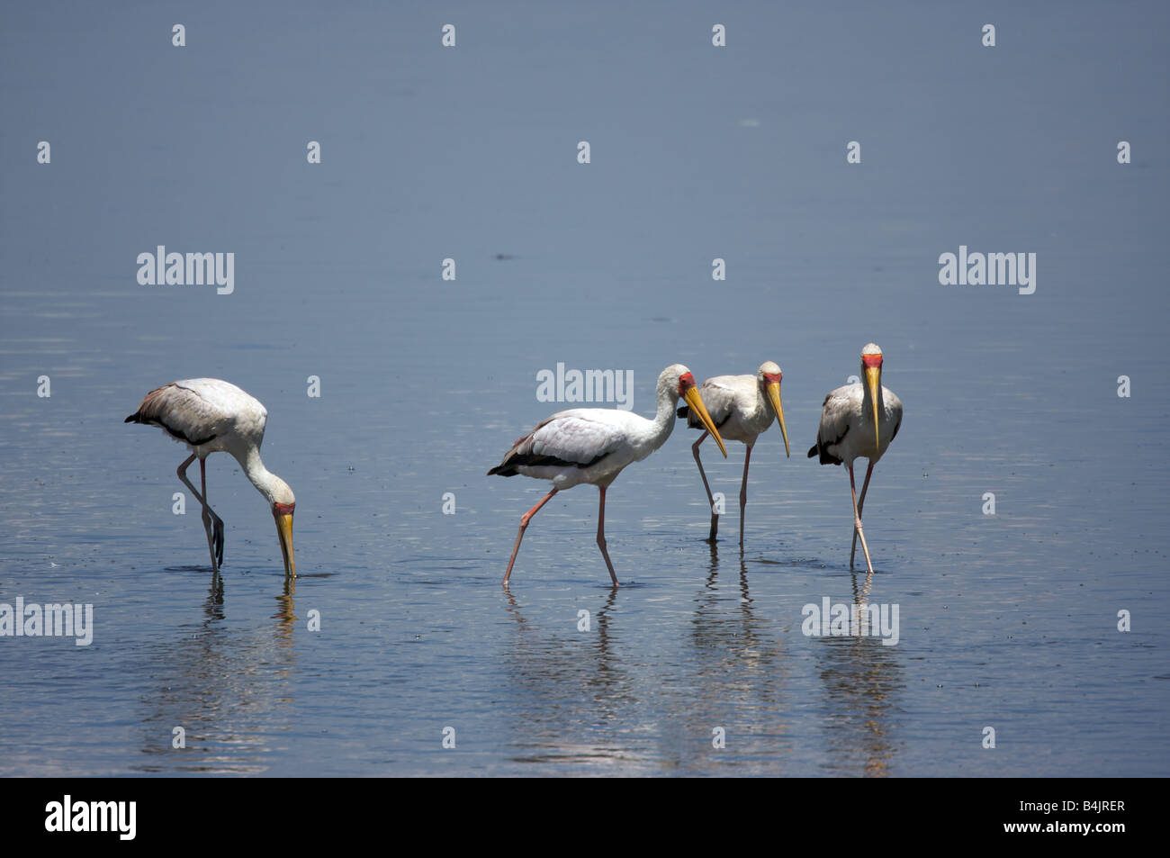 Dans le lac des oiseaux au parc national du lac Nakuru, Kenya, Afrique de l'Est Banque D'Images