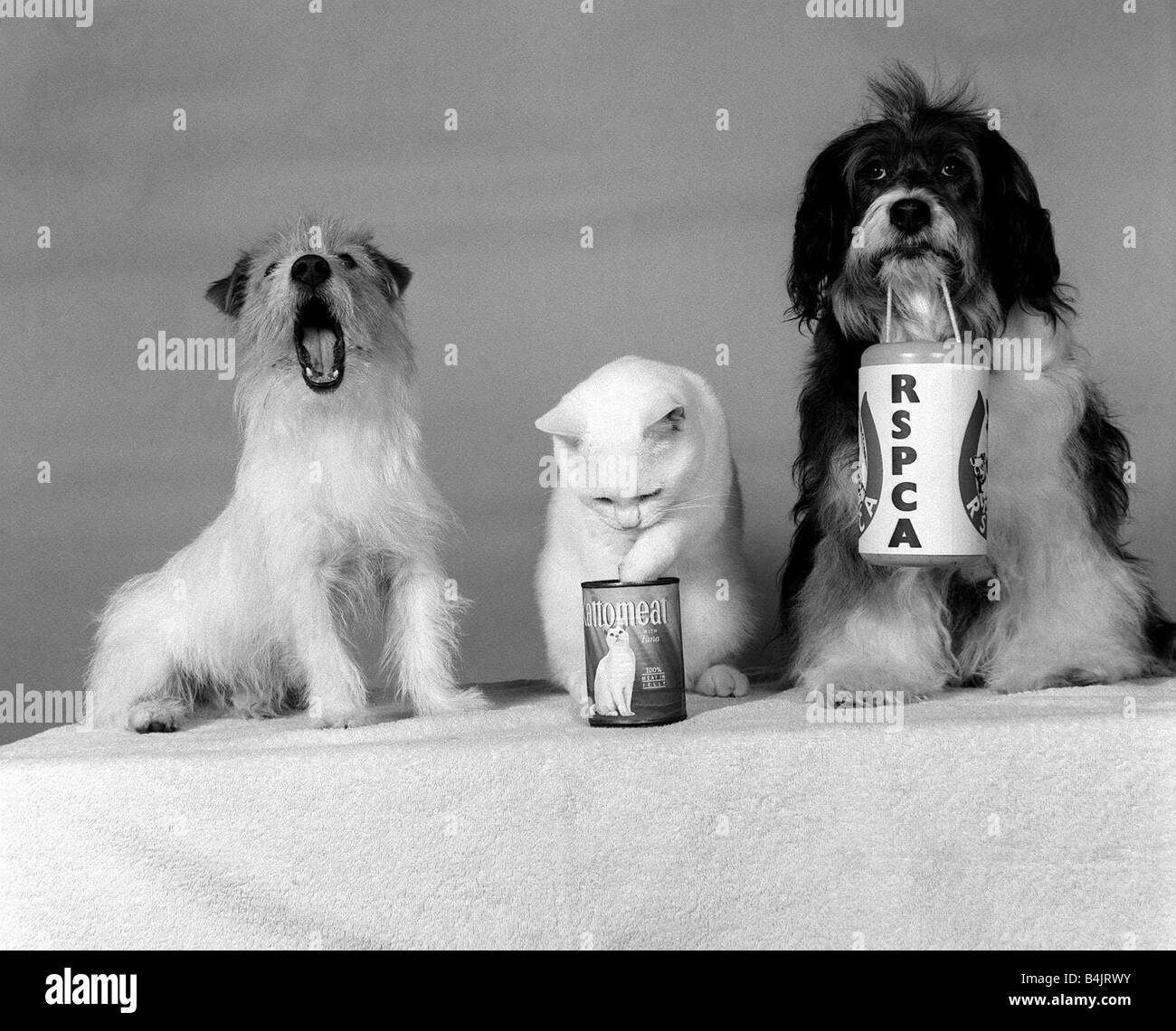 Pippin le chien bâtard avec Cat Août 1987 Pippin transportant RSPCA collection fort et Cat avec de l'étain de Kattomeat Pippin est devenu l'un des meilleurs chiens pour la publicité à la télévision Banque D'Images
