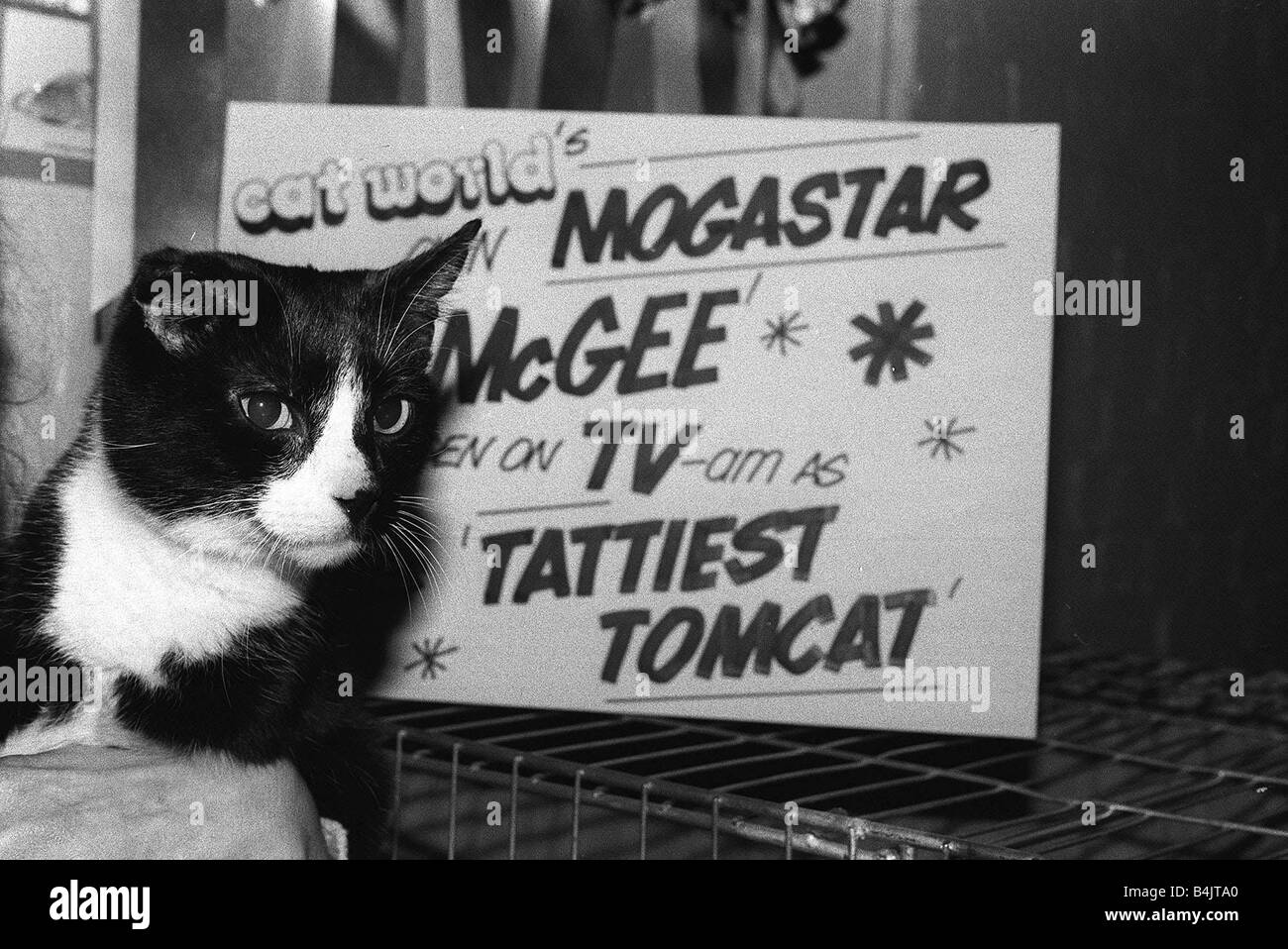 Le National Cat Club Championship Show 1984 à Olympie Banque D'Images