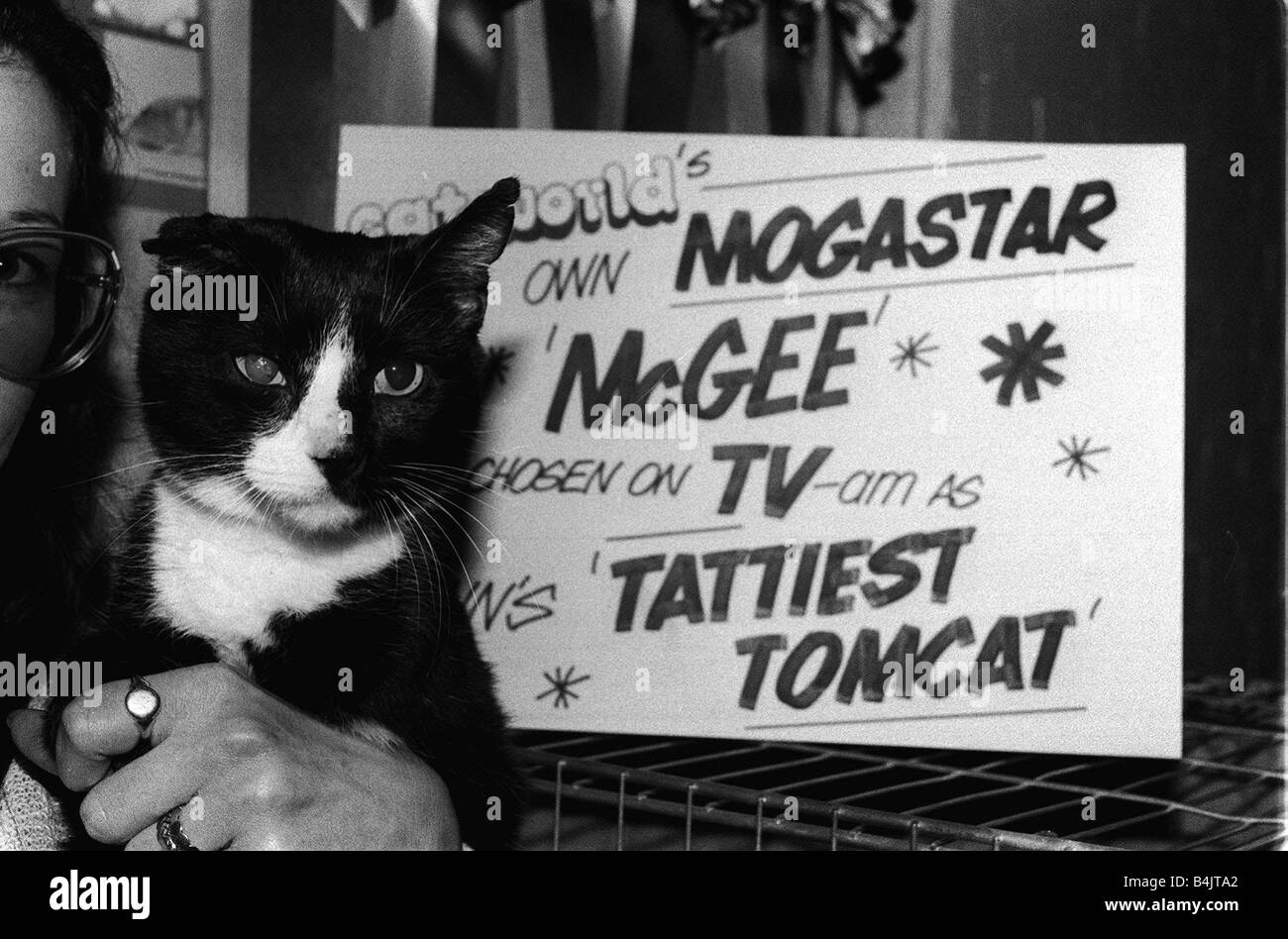 Le National Cat Club Championship Show 1984 à Olympie Banque D'Images