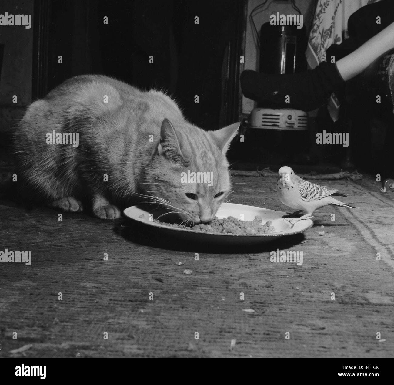 Les perruches oiseaux Janvier 1955 Tiger Le chat tigré de partager sa nourriture avec Jimmy la Perruche la paire appartiennent à Annette et John Cobb de Hendon Banque D'Images