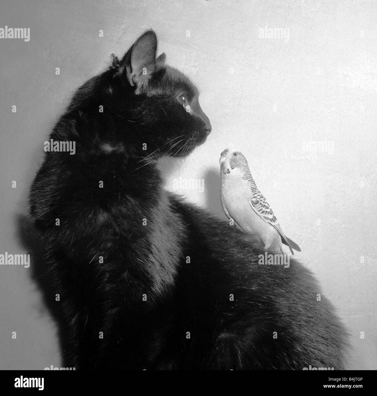 Les perruches oiseaux Janvier 1955 le chat noir de suie avec Jimmy le budgie assis sur son dos la paire appartiennent à Annette et John Cobb de Hendon Banque D'Images